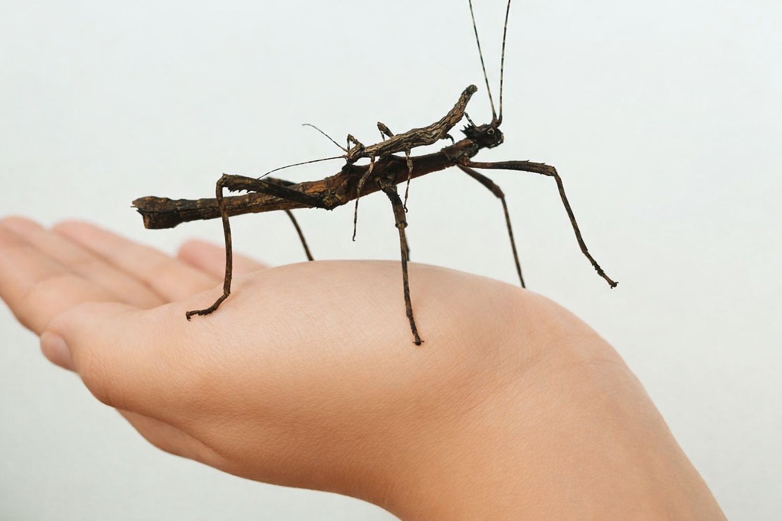 Marvellous Mini Beasts